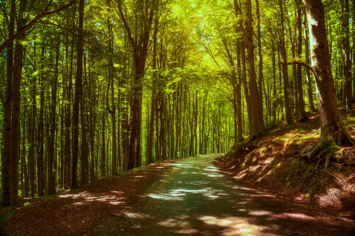 La Foresta di Campigna nel Parco Nazionale del Casentino | Meeters