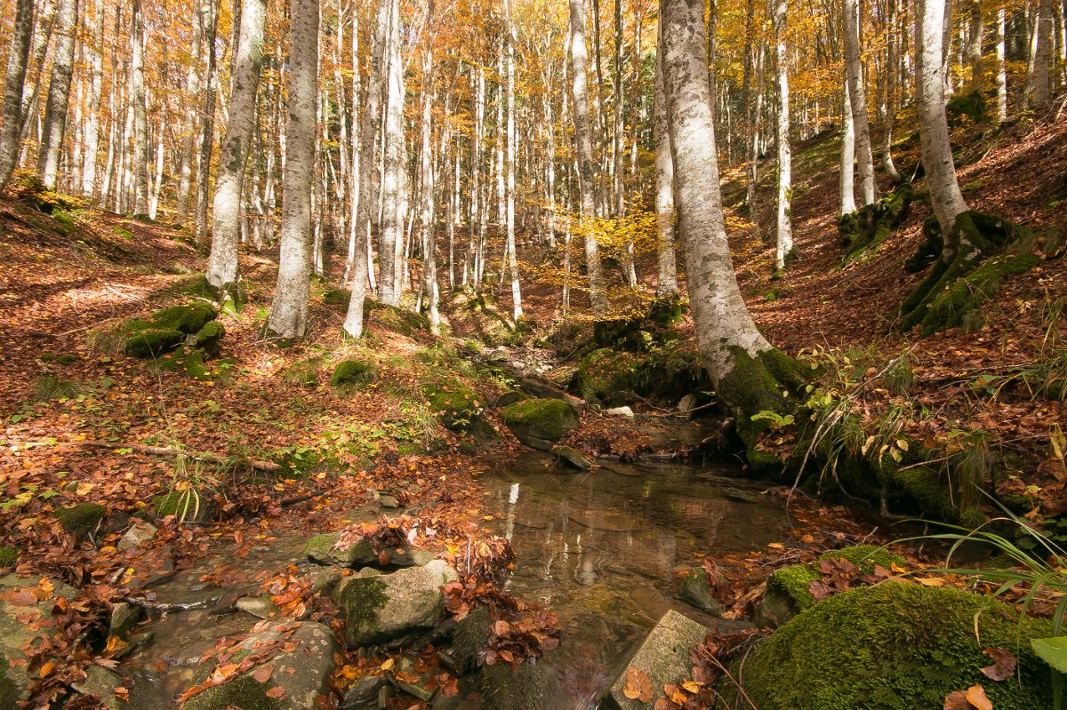 Escursione nella Biodiversità la millenaria Foresta di Campigna Meeters